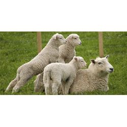 Целебное воздействие овечьей шерсти на здоровье человека